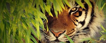 Tigre de Bengala Ranthambore India